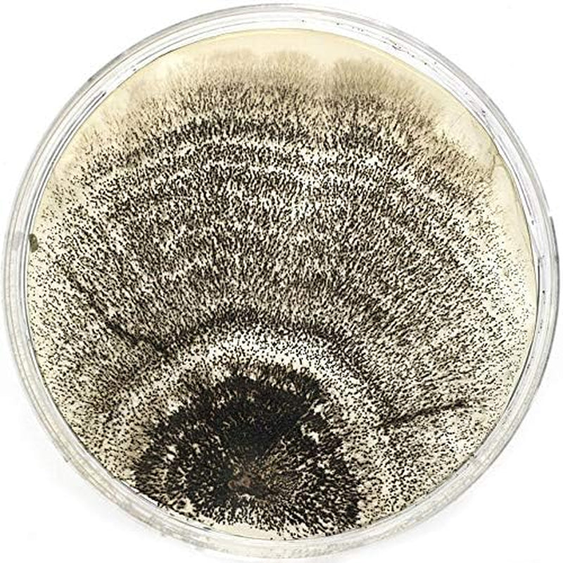 Malt Extract Agar (MEA) Plates for Mushroom Cultivation (10 Prepoured Agar Plates)