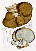 Pearl Oyster Mushroom Liquid Culture (Pleurotus ostreatus)
