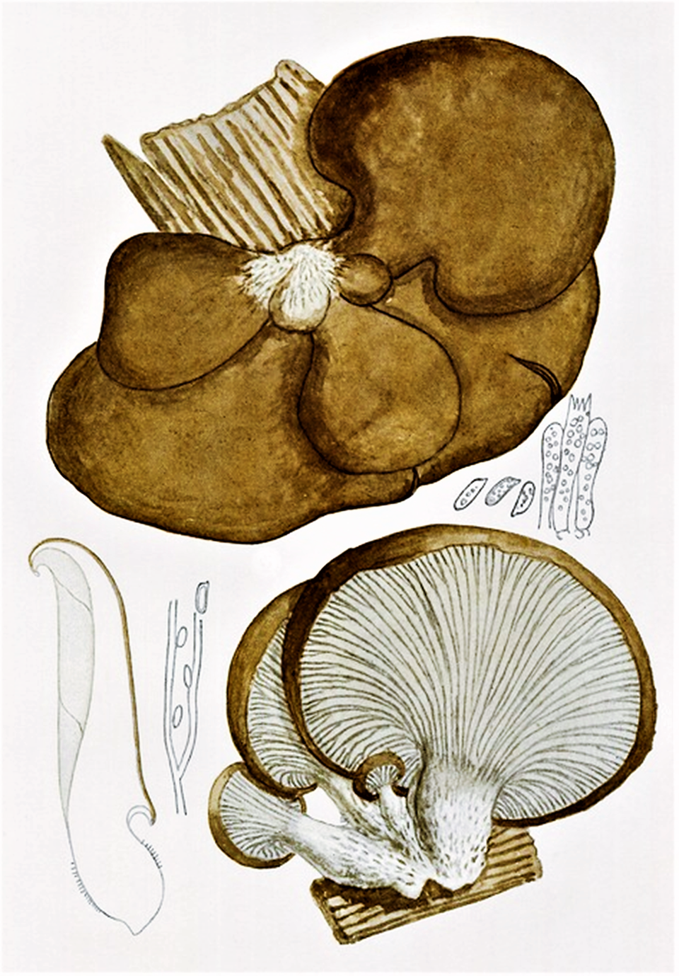 Pearl Oyster Mushroom Liquid Culture (Pleurotus ostreatus)