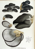 Blue Oyster Liquid Culture (Pleurotus ostreatus var. columbinus)