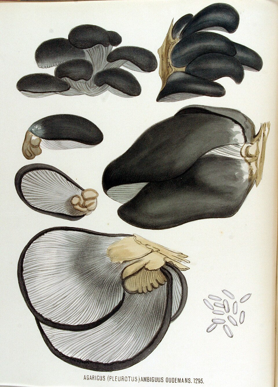 Blue Oyster Liquid Culture (Pleurotus ostreatus var. columbinus)