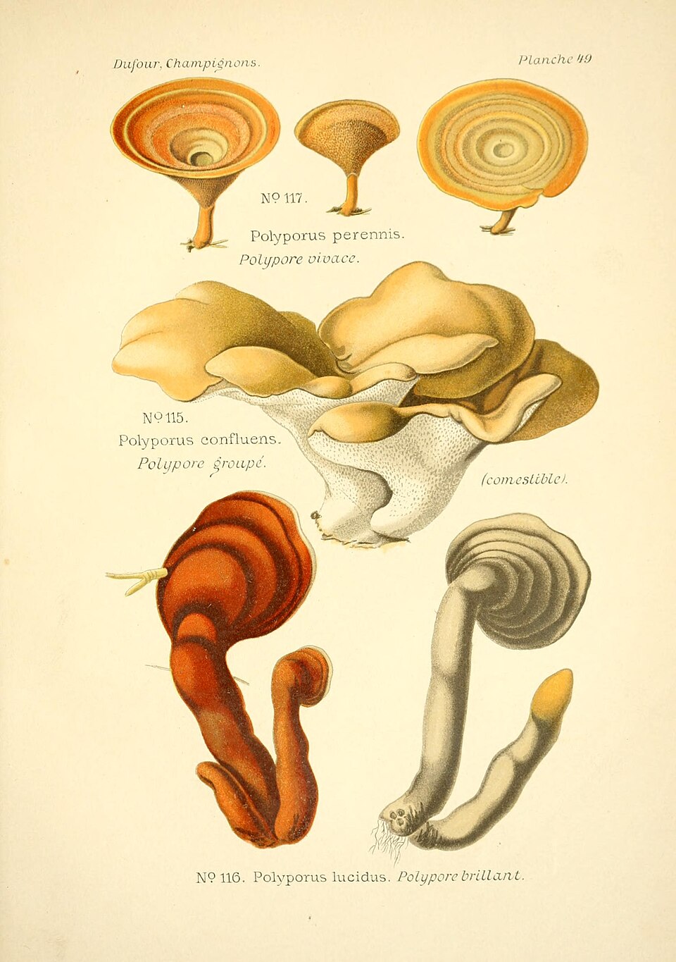Reishi Mushroom Liquid Culture (Ganoderma lucidum)