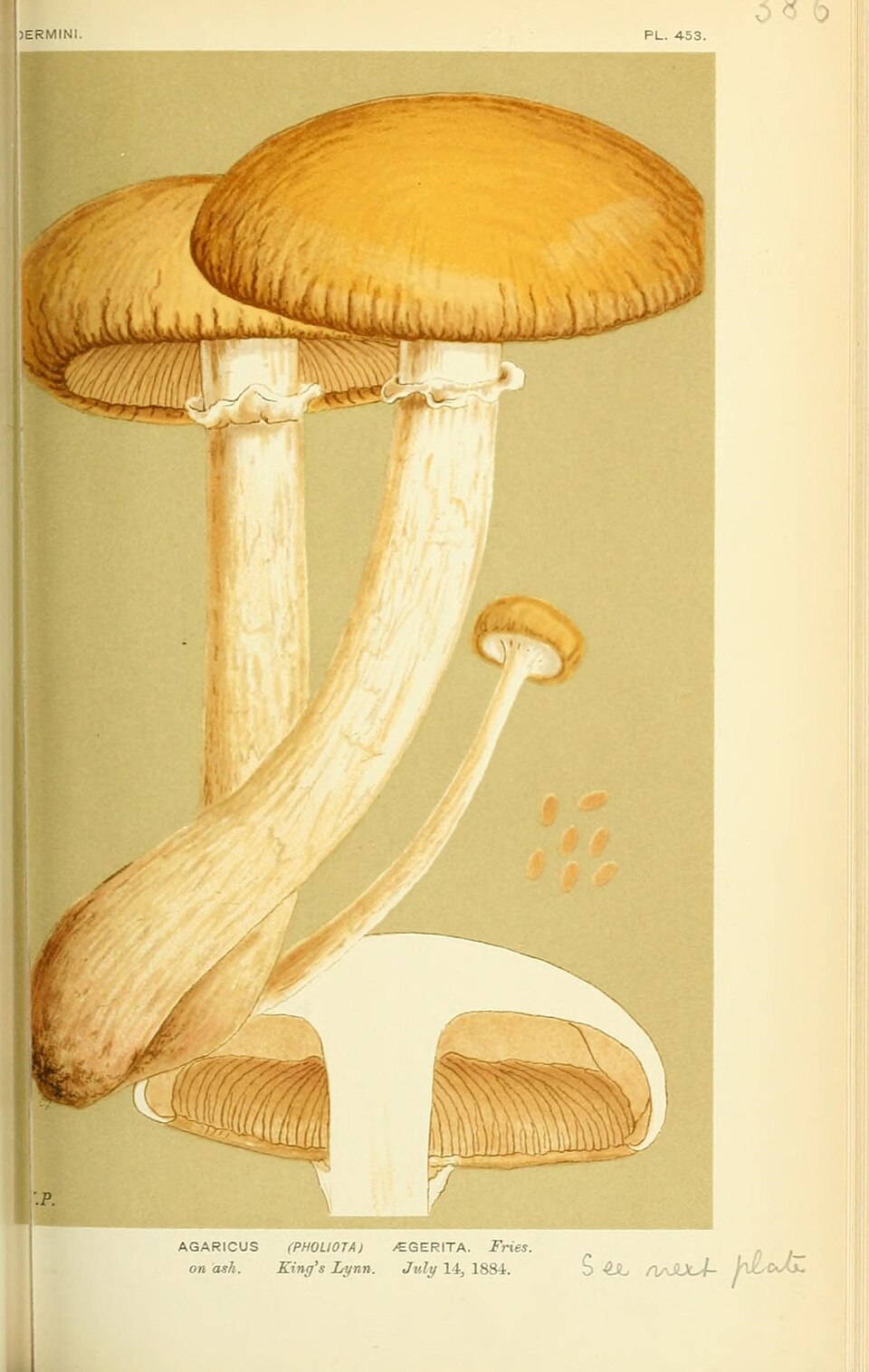 Pioppino Mushroom Liquid Culture (Agrocybe aegerita)