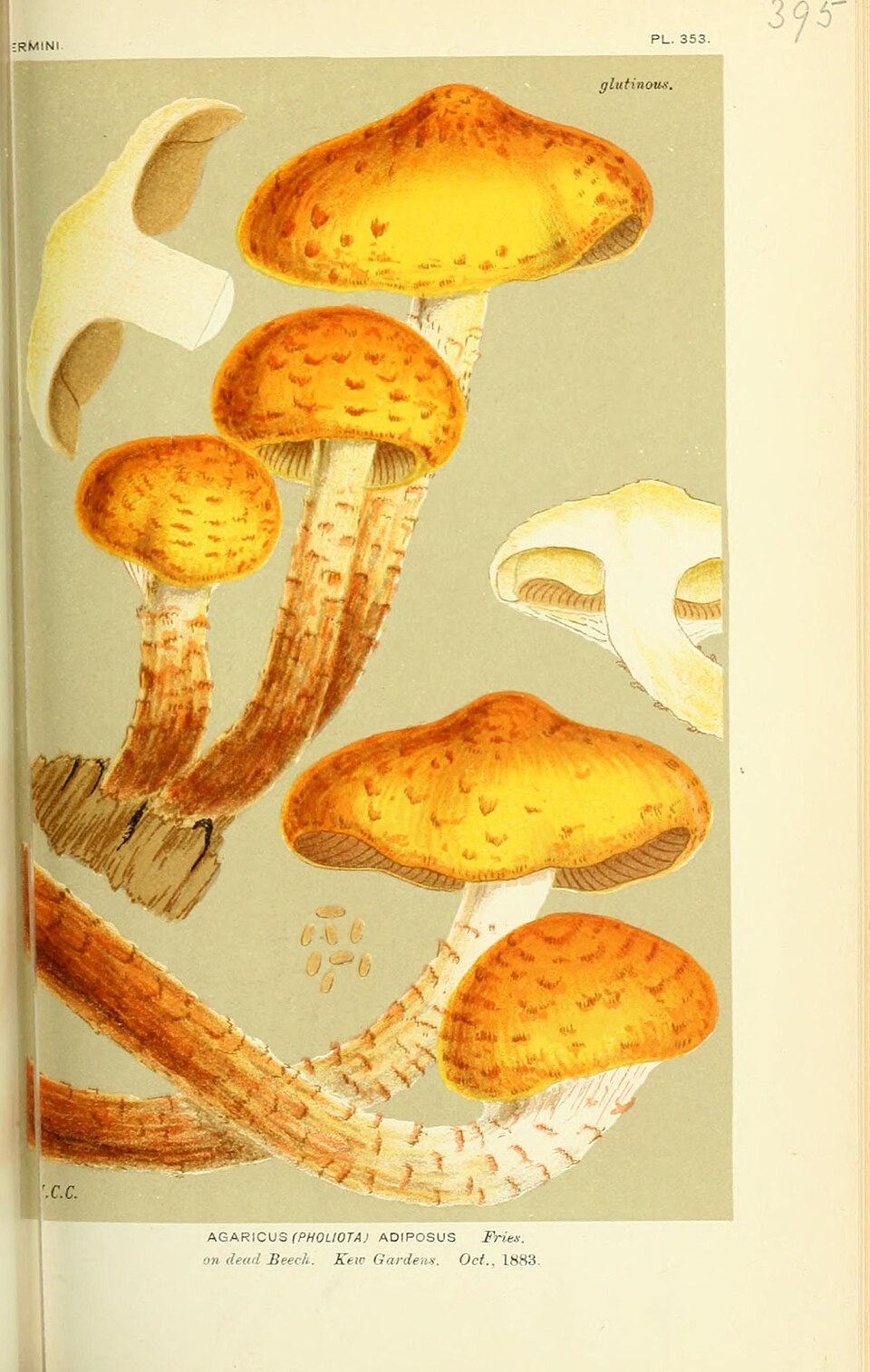 Chestnut Mushroom Liquid Culture (Pholiota adiposa)