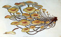 Enoki Mushroom Liquid Culture (Flammulina velutipes)