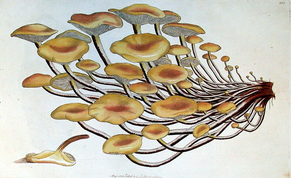 Enoki Mushroom Liquid Culture (Flammulina velutipes)
