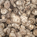Shiitake Mushroom Liquid Culture (Lentinula edodes)
