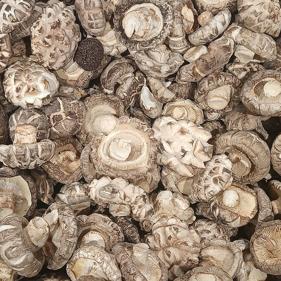 Shiitake Mushroom Liquid Culture (Lentinula edodes)