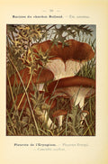 King Oyster Mushroom Liquid Culture (Pleurotus eryngii)