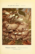Maitake Mushroom Liquid Culture (Grifola frondosa)