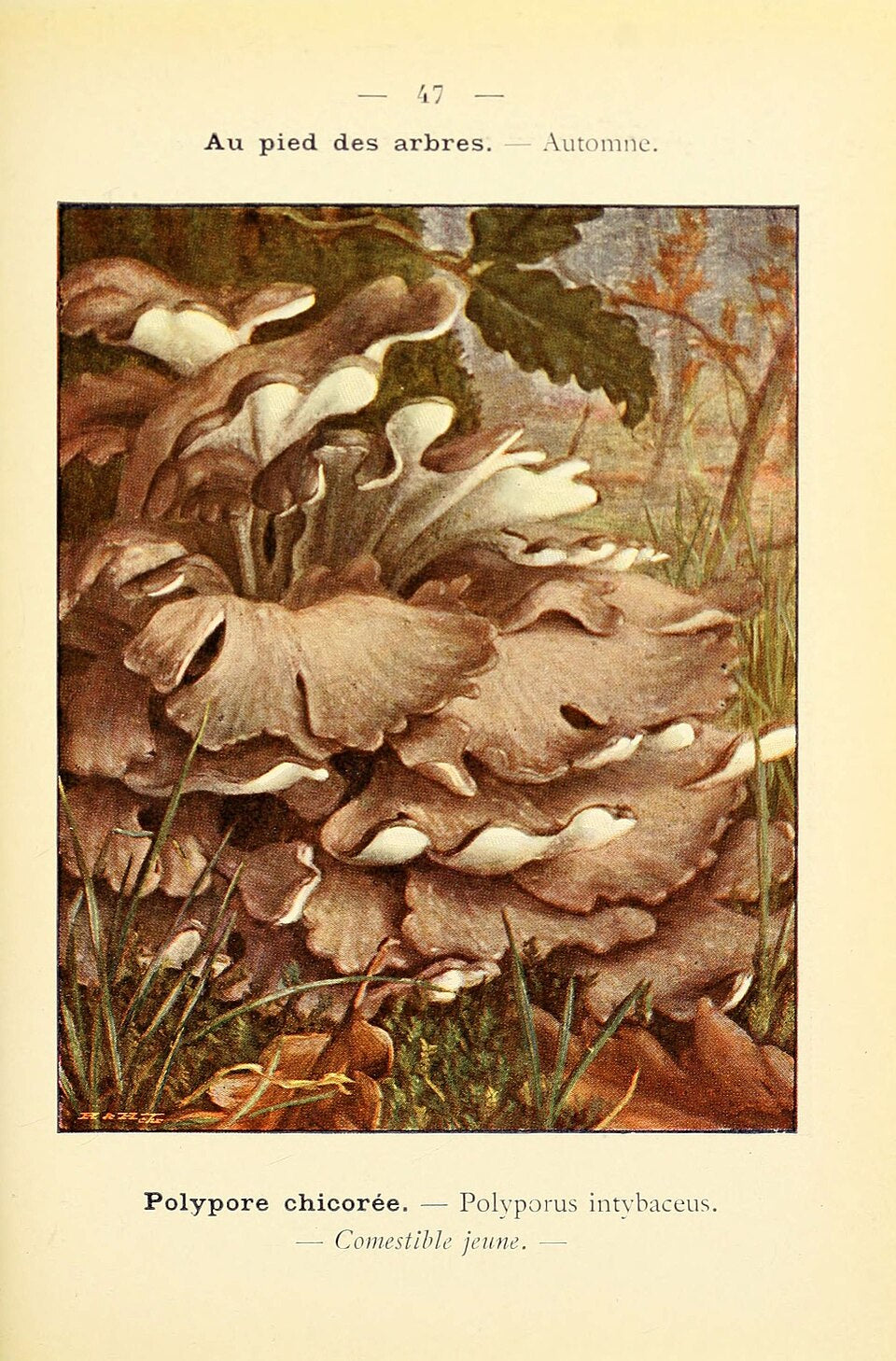 Maitake Mushroom Liquid Culture (Grifola frondosa)