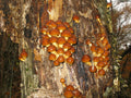 Nameko Mushroom Liquid Culture (Pholiota nameko)