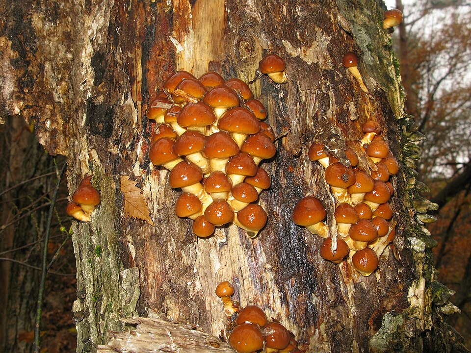 Nameko Mushroom Liquid Culture (Pholiota nameko)
