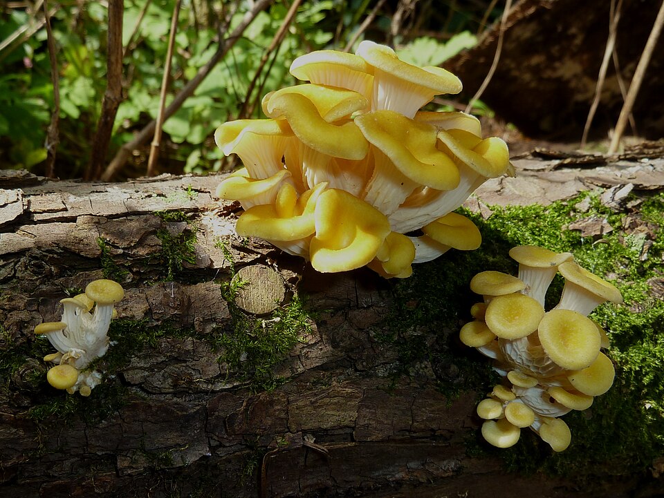 Golden Oyster Mushroom Liquid Culture  (Pleurotus citrinopileatus)