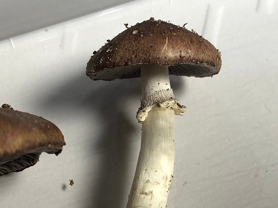 Wine Cap Mushroom Liquid Culture (Stropharia rugosoannulata)