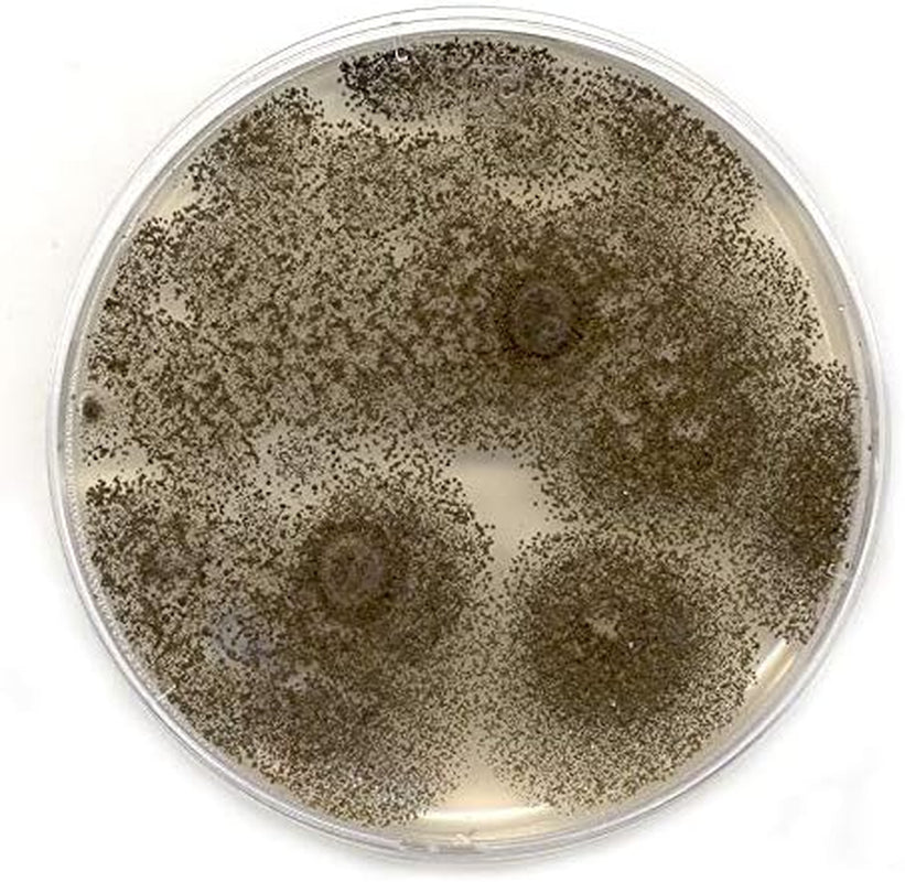 Malt Extract Agar (MEA) Plates for Mushroom Cultivation (10 Prepoured Agar Plates)