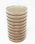 Malt Extract Agar (MEA) Plates for Mushroom Cultivation (10 Prepoured Agar Plates)