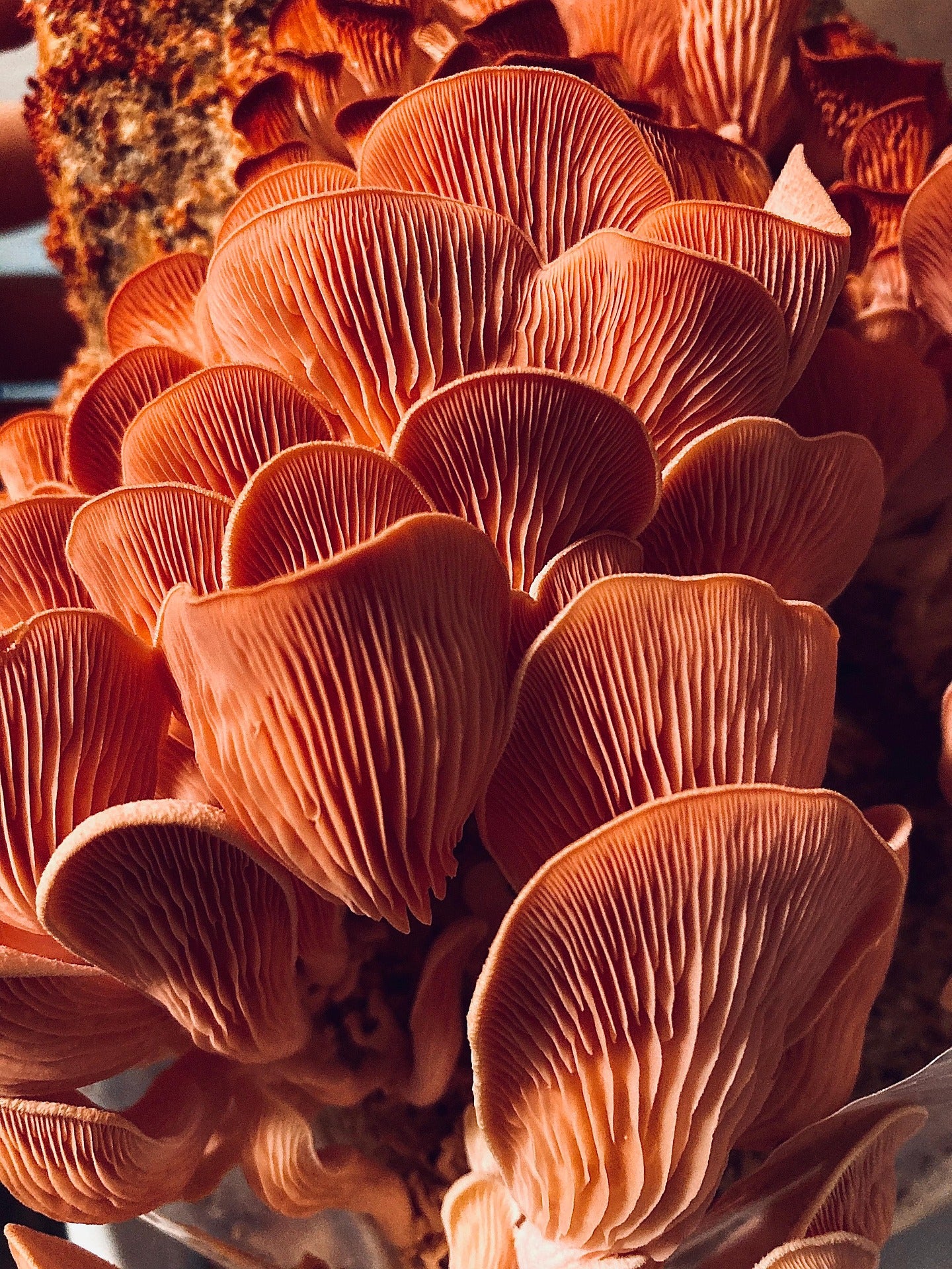 Pink Oyster liquid culture syringe (Pleurotus salmoneo stramineus)