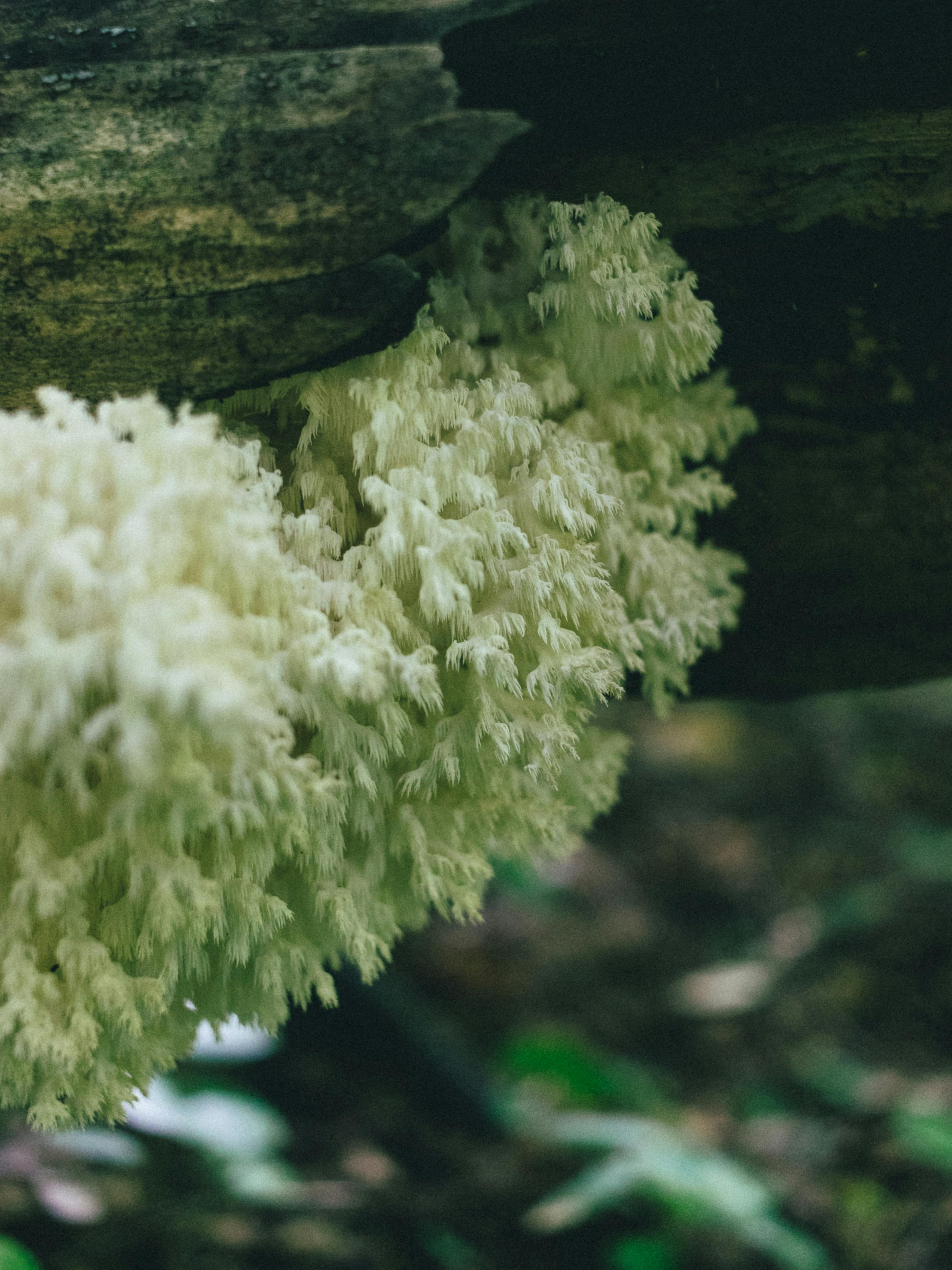 Bears Head Mushroom Liquid Culture (Hericium americanum)